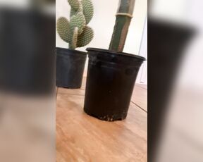 Pierce Paris aka pierceparisxxx OnlyFans - The Video of what you don’t see when I stuff a cactus up my ass!!