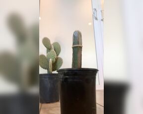 Pierce Paris aka pierceparisxxx OnlyFans - The Video of what you don’t see when I stuff a cactus up my ass!!