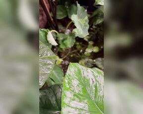 TRO onlyPlants aka theofficialtro OnlyFans Video - 04-05-2024 - An update