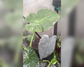 TRO onlyPlants aka theofficialtro OnlyFans Video - 01-10-2024 - Time for a quick little greenhouse tour