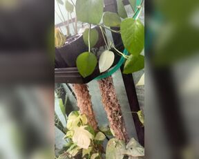 TRO onlyPlants aka theofficialtro OnlyFans Video - 01-10-2024 - Time for a quick little greenhouse tour