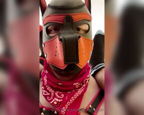 Wasphunter aka wasphunter - 06-30-2021 OnlyFans Video - Introducing Pup FURY, aka misterwasp _ Everyone needs an escape